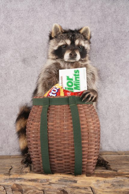 Goody Basket Raccoon SKU 3087