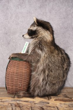 Goody Basket Raccoon SKU 3087 - Image 4