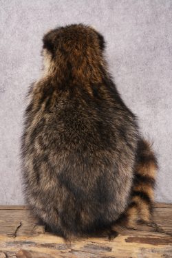 Goody Basket Raccoon SKU 3087 - Image 3