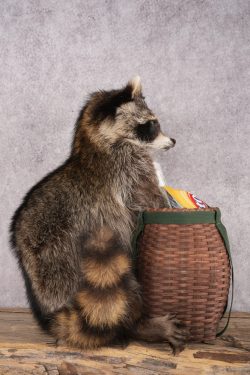 Goody Basket Raccoon SKU 3087 - Image 2