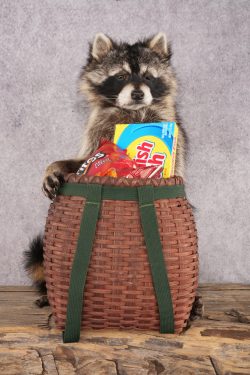 Goody Basket Raccoon SKU 3088