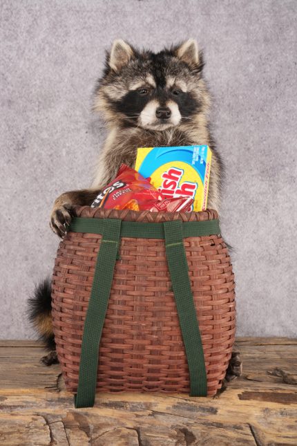Goody Basket Raccoon SKU 3088