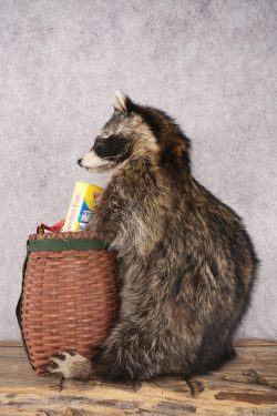 Goody Basket Raccoon SKU 3088 - Image 4