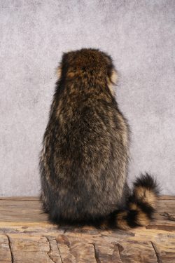 Goody Basket Raccoon SKU 3088 - Image 3