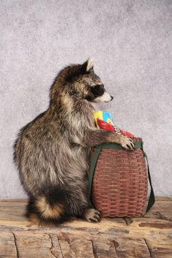 Goody Basket Raccoon SKU 3088 - Image 2