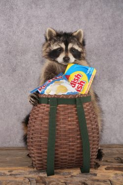 Goody Basket Raccoon SKU 3089