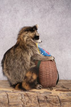 Goody Basket Raccoon SKU 3089 - Image 2