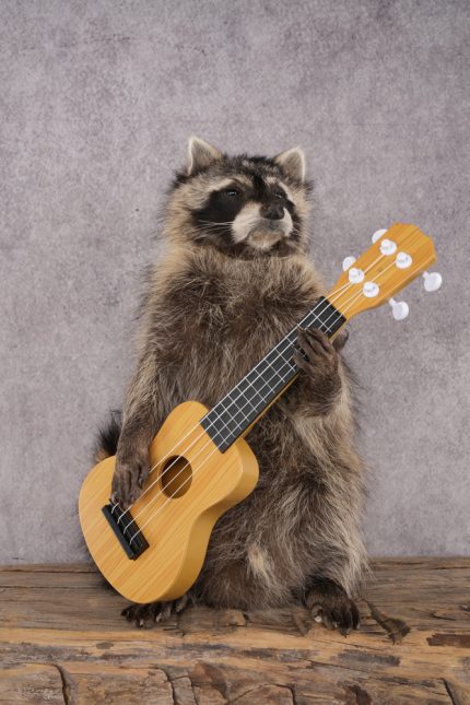 Guitar Raccoon SKU 3078