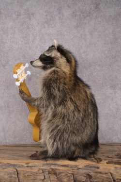 Guitar Raccoon SKU 3078 - Image 4