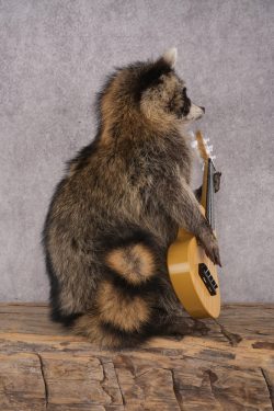 Guitar Raccoon SKU 3078 - Image 2