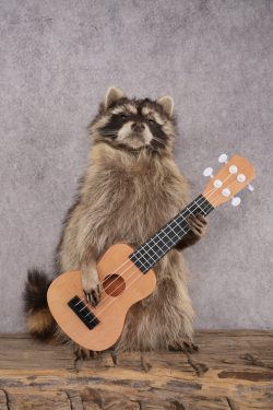 Guitar Raccoon SKU 3079