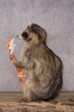 Guitar Raccoon SKU 3079 - Image 4