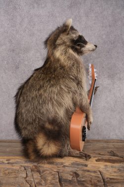 Guitar Raccoon SKU 3079 - Image 2
