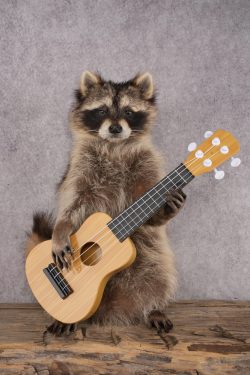 Guitar Raccoon SKU 3080