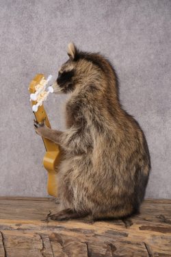 Guitar Raccoon SKU 3080 - Image 4