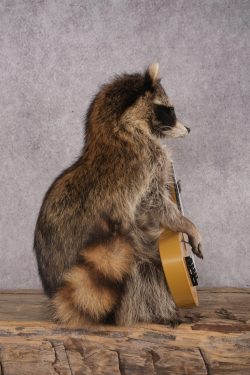 Guitar Raccoon SKU 3080 - Image 2