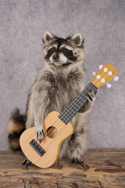 Guitar Raccoon SKU 3081