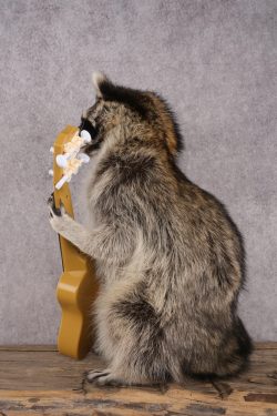 Guitar Raccoon SKU 3081 - Image 4