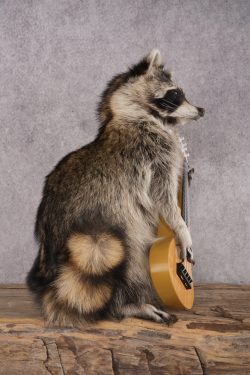 Guitar Raccoon SKU 3081 - Image 2