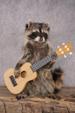 Guitar Raccoon SKU 3082
