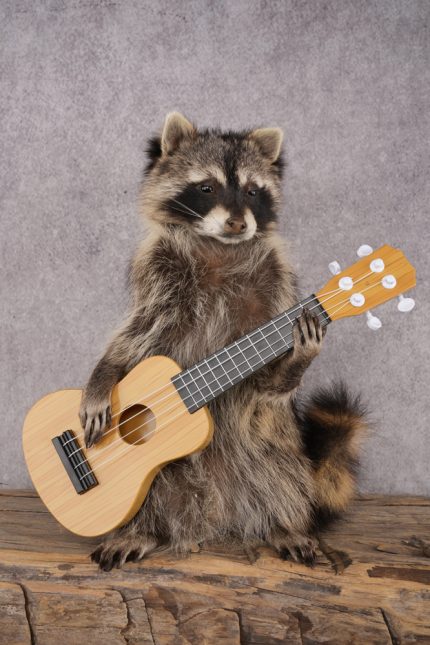 Guitar Raccoon SKU 3082