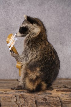 Guitar Raccoon SKU 3082 - Image 4