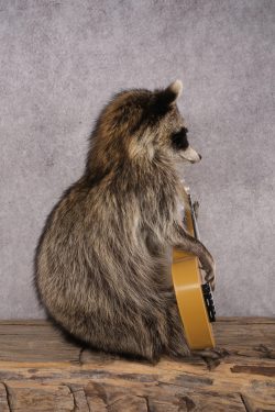 Guitar Raccoon SKU 3082 - Image 2