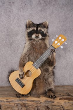 Guitar Raccoon SKU 3083