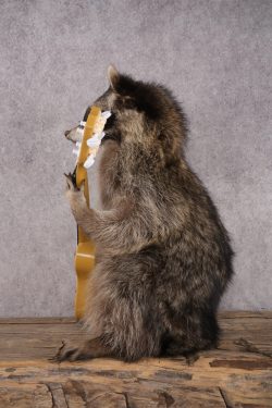 Guitar Raccoon SKU 3083 - Image 4