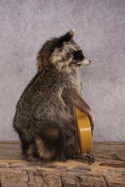 Guitar Raccoon SKU 3083 - Image 2