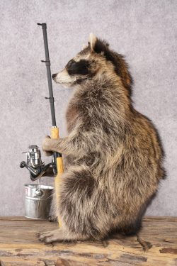 Fishing Raccoon SKU 3097 - Image 4