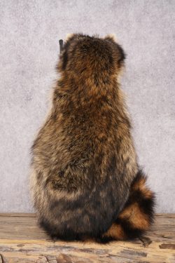 Fishing Raccoon SKU 3097 - Image 3