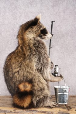 Fishing Raccoon SKU 3097 - Image 2