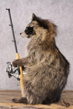 Fishing Raccoon SKU 3098 - Image 4