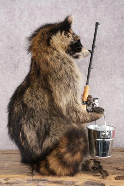 Fishing Raccoon SKU 3098 - Image 2