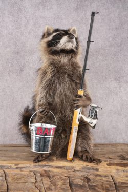 Fishing Raccoon SKU 3099