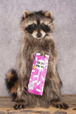 Candy Raccoon SKU 3100