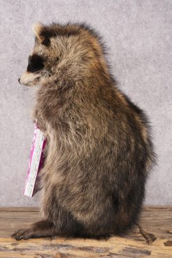 Candy Raccoon SKU 3100 - Image 4