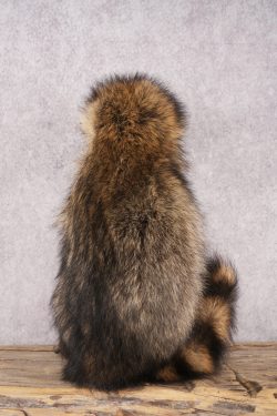 Candy Raccoon SKU 3100 - Image 3