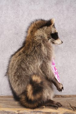 Candy Raccoon SKU 3100 - Image 2