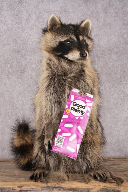 Candy Raccoon SKU 3101