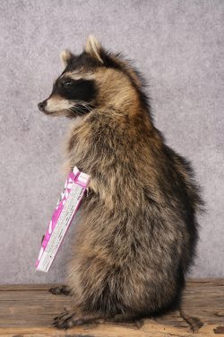 Candy Raccoon SKU 3101 - Image 4