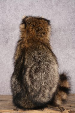 Candy Raccoon SKU 3101 - Image 3