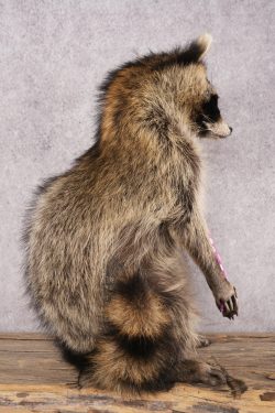 Candy Raccoon SKU 3101 - Image 2