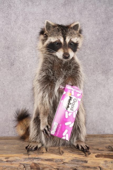 Candy Raccoon SKU 3102