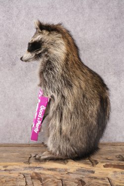 Candy Raccoon SKU 3102 - Image 4