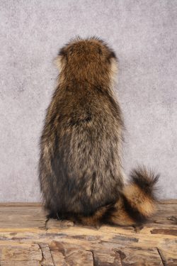 Candy Raccoon SKU 3102 - Image 3