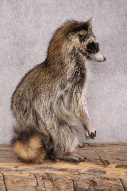 Candy Raccoon SKU 3102 - Image 2