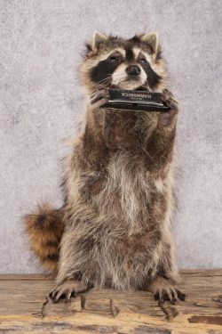 Harmonica Raccoon SKU 3135