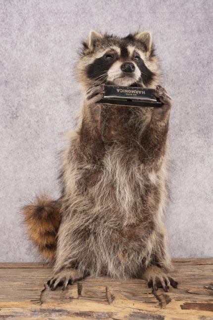Harmonica Raccoon SKU 3135